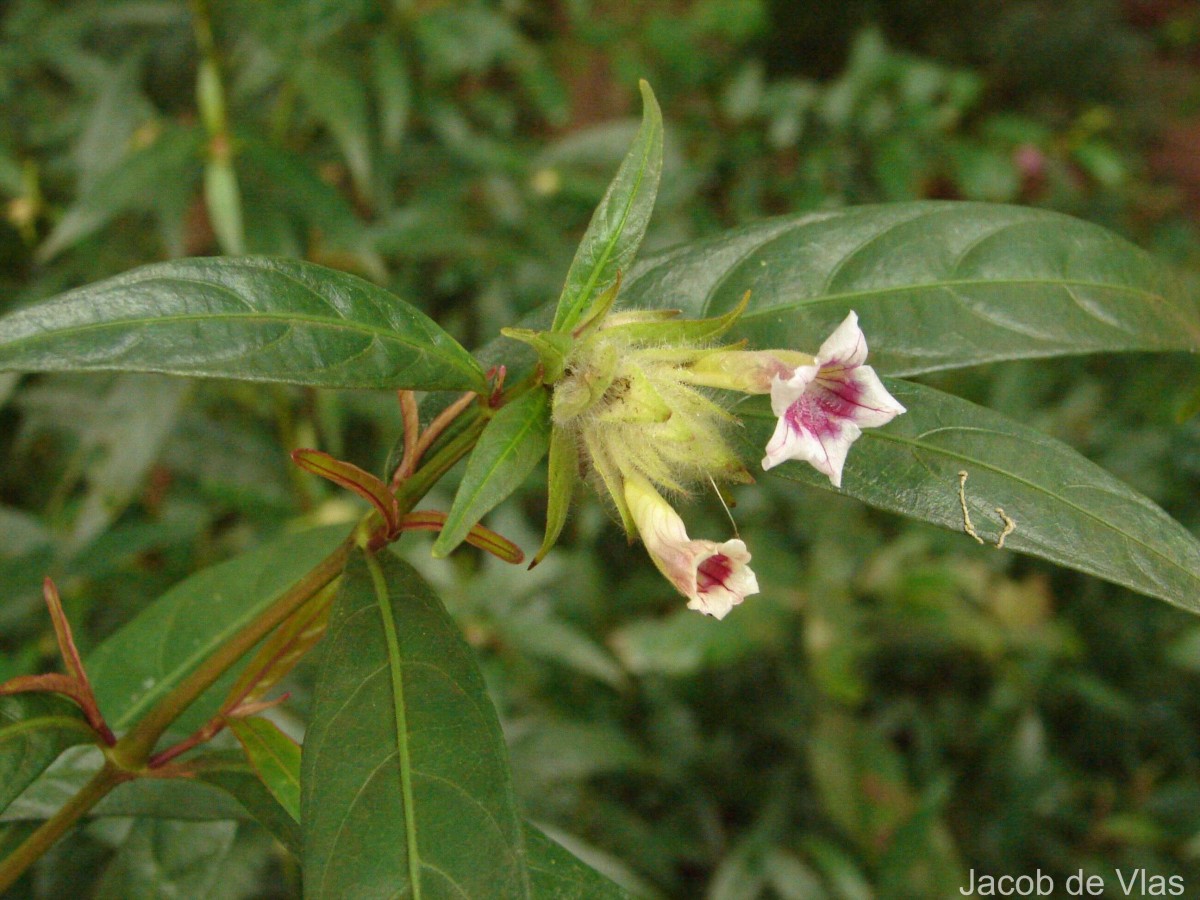 Strobilanthes schomburgkii (Craib) J.R.I.Wood